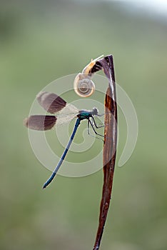 Dragonfly Calopteryx splendens male sits on a blade of grass