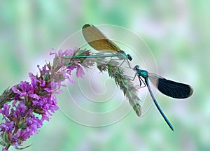 Dragonfly Calopteryx splendens (pair)