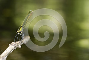Dragonfly (Calopteryx splendens) in Villarcayo, Burgos, Spain photo