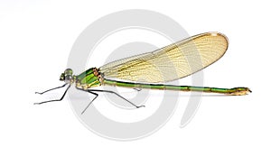 Dragonfly Calopteryx syriaca (female) photo
