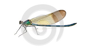 Dragonfly Calopteryx syriaca (male) photo