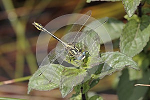 Dragonfly in camargue