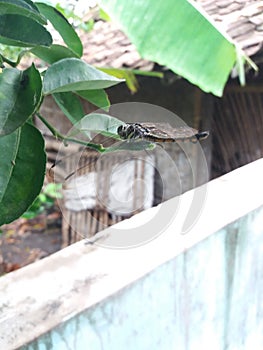 Dragonfly capung hinggap