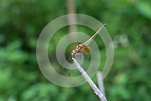 Dragonfly catching dry branches with green background