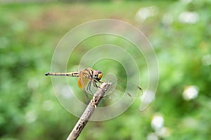 Dragonfly catching dry branches with green background