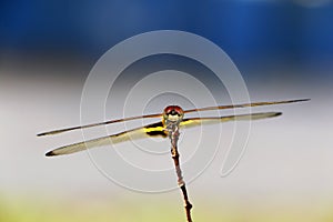 Dragonfly catching on small tree branch