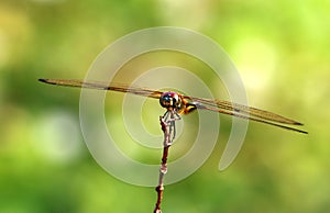 Dragonfly catching on small tree branch