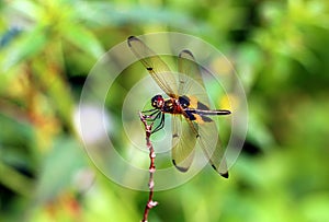 Dragonfly catching on small tree branch