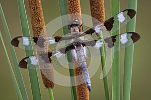 Dragonfly on cattails