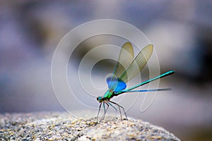 Dragonfly