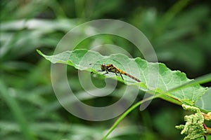 Dragonfly clinging on a green leaf