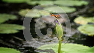 Dragonfly Clinging on a lotus bud