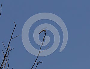 Dragonfly clinging to a dry tree branch with blue sky background