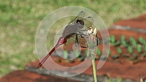 A dragonfly clinging to a flower in the caribbean
