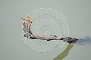 A dragonfly clings to a dry weathered branch tree in the middle of the swamp