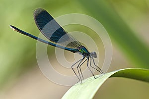 Dragonfly close-up