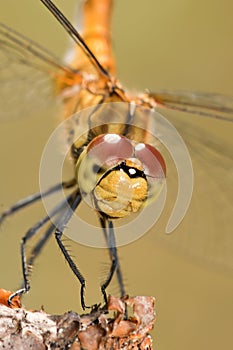 Dragonfly close-up