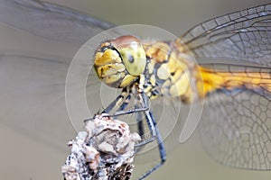 Dragonfly close-up