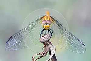 Dragonfly close-up