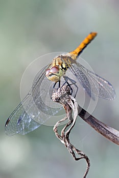 Dragonfly close-up