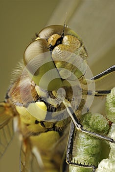 Dragonfly Close Up