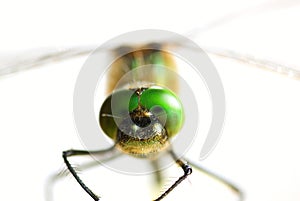 Dragonfly close-up