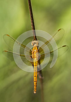 Dragonfly close up