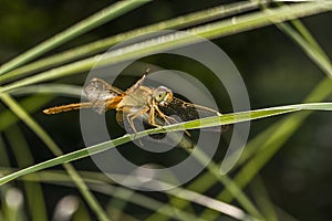 Dragonfly close up