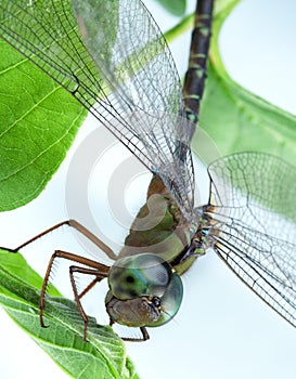 Dragonfly Close up Eating Leaf