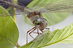 Dragonfly Close up Eating Leaf
