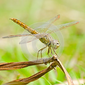 Dragonfly