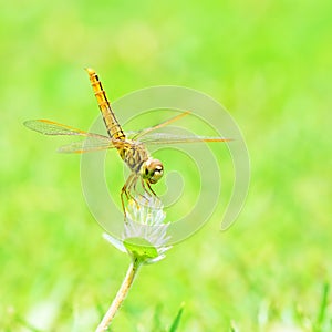 Dragonfly