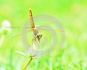 Dragonfly