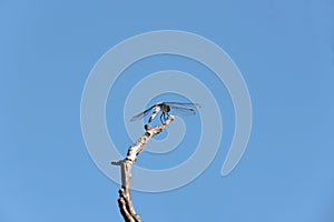 Dragonfly close up insect in nature.Dragonfly in nature