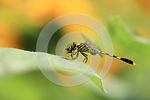 Dragonfly Close Up. Nature scene with Dragonfly