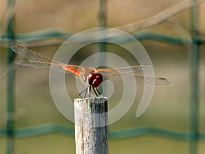 Dragonfly