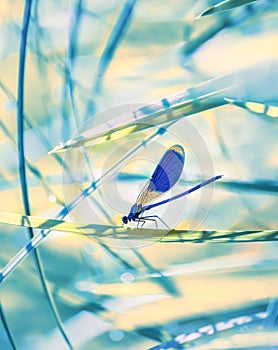 Dragonfly close-up on the stems of grass