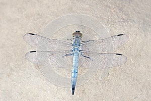 Dragonfly
