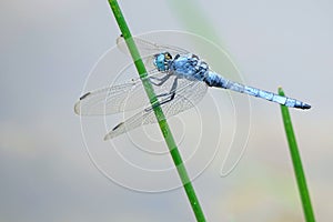 Dragonfly