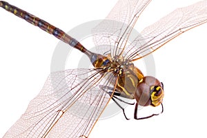 Dragonfly closeup