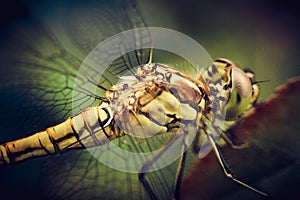 Dragonfly closeup macrophoto on the grass