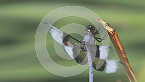 Dragonfly Closeup in Slow Motion Vertical Video