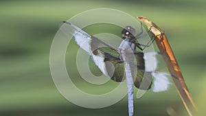 Dragonfly Closeup in Slow Motion Vertical Video