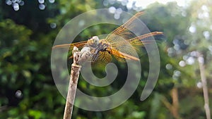 Dragonfly clutch branches