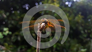 Dragonfly clutch branches