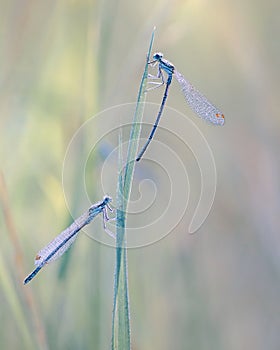 Dragonfly Coenagrion puella on meadow grass. Dlagonfly in dew