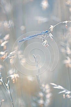 Dragonfly Coenagrion puella on meadow grass. Dlagonfly in dew