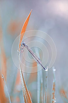 Dragonfly Coenagrion puella on meadow grass. Dlagonfly in dew