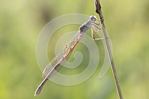 A dragonfly Coenagrionidae sits on a dry grass stalk.