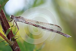 A dragonfly Coenagrionidae sits on a dry grass stalk.
